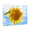 Farming Yellow Flowers  Poster