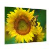 Sunflowers Begin to Bloom  Poster