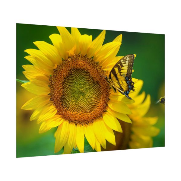 Sunflowers Begin to Bloom  Poster