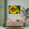 Sunflowers Begin to Bloom  Poster