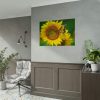 Sunflowers Begin to Bloom  Poster