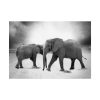 92409-472.jpg Elephant Ivory Animals Africa Poster