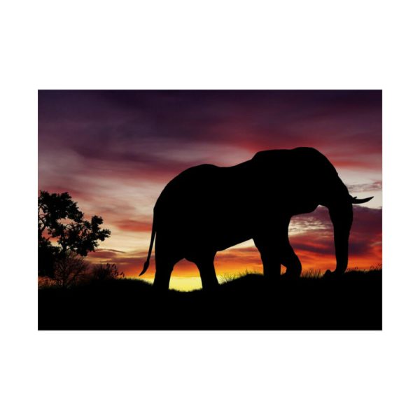 Elephant and Sunset in Africa Poster