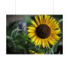 Blooming Sunflower Poster