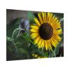 Blooming Sunflower Poster