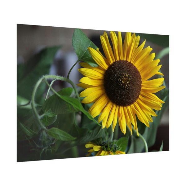 Blooming Sunflower Poster