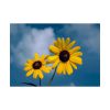 92409-567.jpg Blue Sky and Sunflower Poster