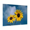 92409-569.jpg Blue Sky and Sunflower Poster