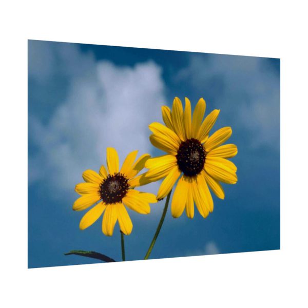 92409-569.jpg Blue Sky and Sunflower Poster