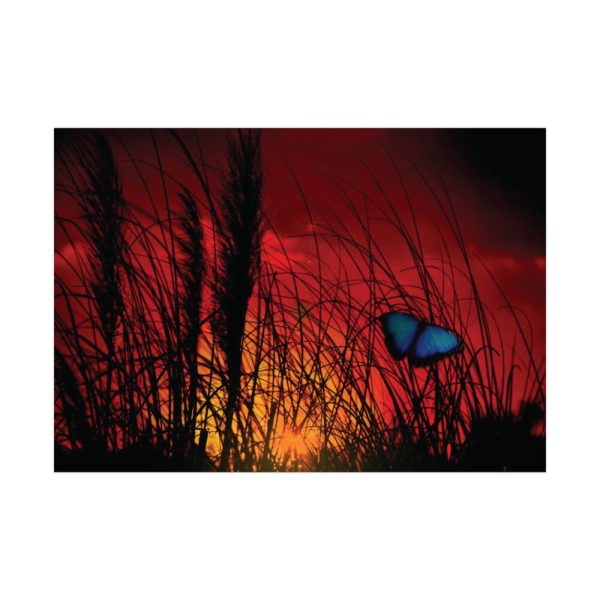 92409-57.jpg Butterfly on Nature Plant Grass Poster