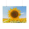 92409-588.jpg Sunflower Summer Poster