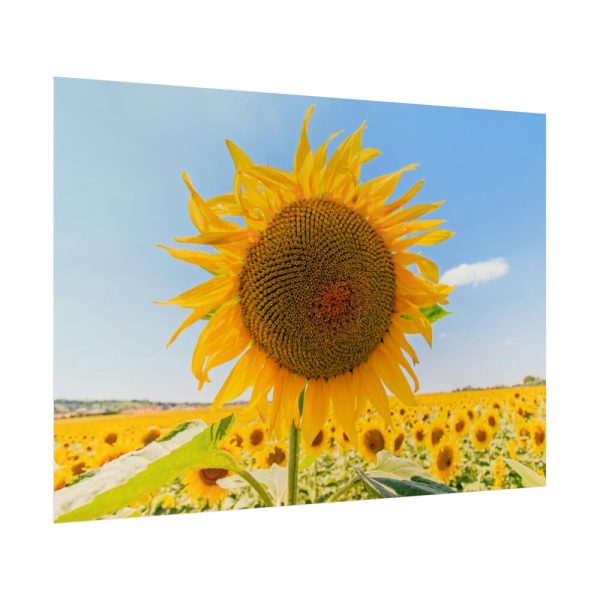 92409-589.jpg Sunflower Summer Poster