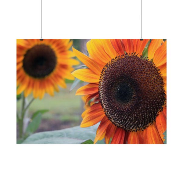 92409-593.jpg Colorful Orange Sunflower Poster