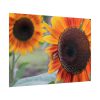 92409-594.jpg Colorful Orange Sunflower Poster