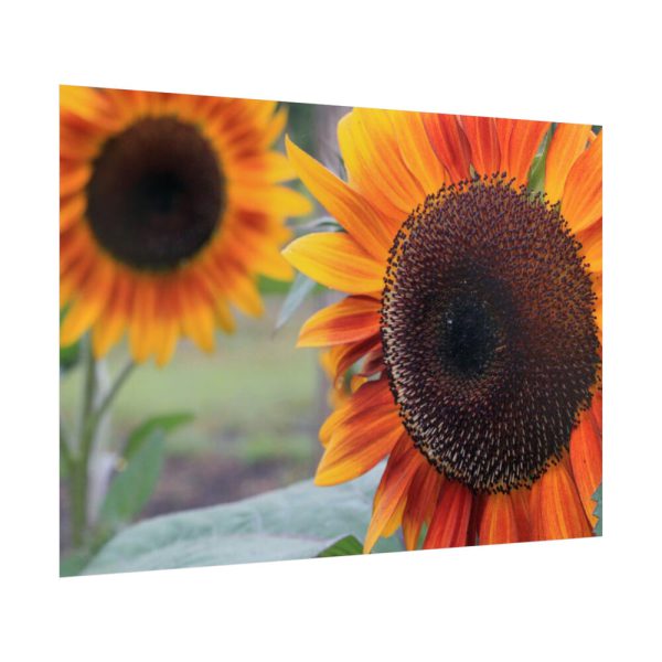 92409-594.jpg Colorful Orange Sunflower Poster
