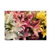 Lilies Flower  Poster