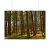 92409-713.jpg Leominster State Forest Poster