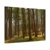 92409-714.jpg Leominster State Forest Poster