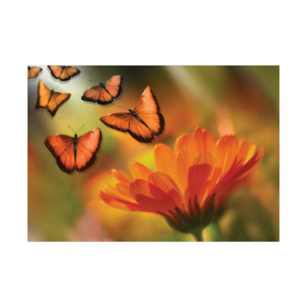 92409-72.jpg Butterfly on Orange Flower Poster