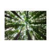 92409-722.jpg Tall Trees in the Forest Poster