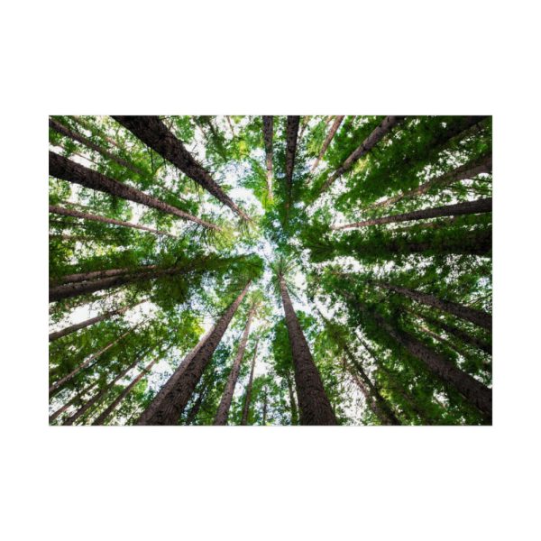 92409-722.jpg Tall Trees in the Forest Poster