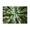 92409-723.jpg Tall Trees in the Forest Poster