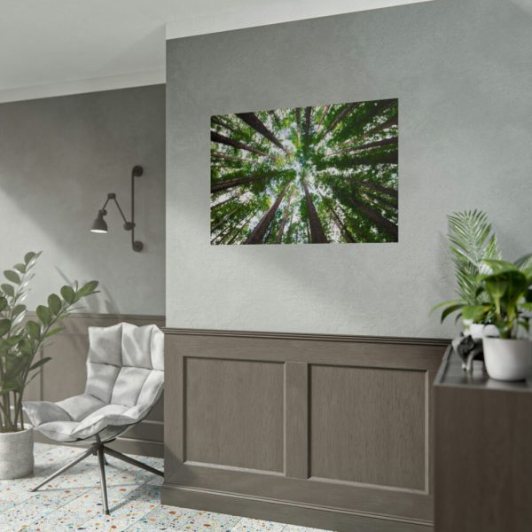 92409-726.jpg Tall Trees in the Forest Poster