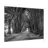 92409-729.jpg A Path Through the Forest Poster