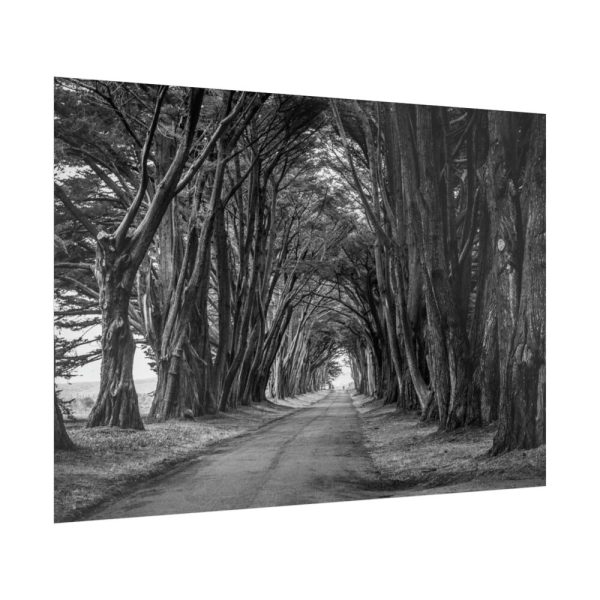 92409-729.jpg A Path Through the Forest Poster