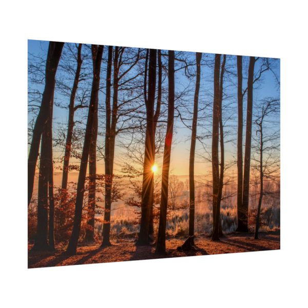 92409-734.jpg Forest Landscape with Sun and Trees Poster