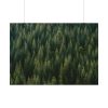 92409-748.jpg Forest on Mount Saint Helens Poster