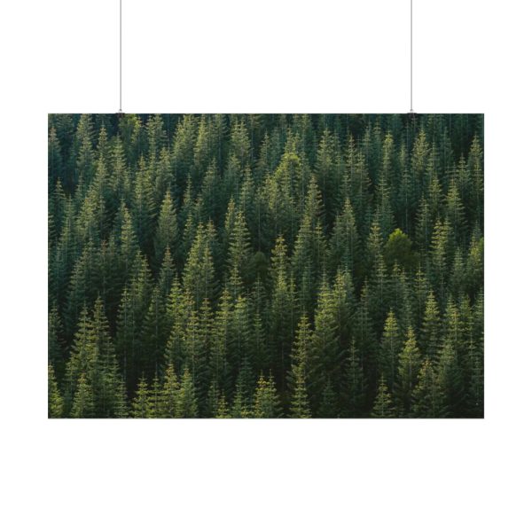 92409-748.jpg Forest on Mount Saint Helens Poster