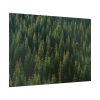 92409-749.jpg Forest on Mount Saint Helens Poster