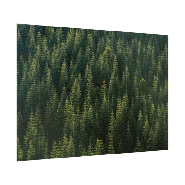 92409-749.jpg Forest on Mount Saint Helens Poster
