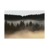92409-752.jpg Trees and Forest in the Fog Poster