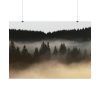 92409-753.jpg Trees and Forest in the Fog Poster