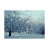 92409-757.jpg Forest Covered with Snow Poster