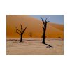 92409-777.jpg Desolate Trees in the Sandy Desert of Deadvlei Hiking Trail Poster