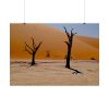 92409-778.jpg Desolate Trees in the Sandy Desert of Deadvlei Hiking Trail Poster