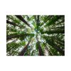 92409-817.jpg Forest in Warburton, Australia Poster