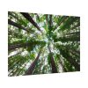 92409-819.jpg Forest in Warburton, Australia Poster