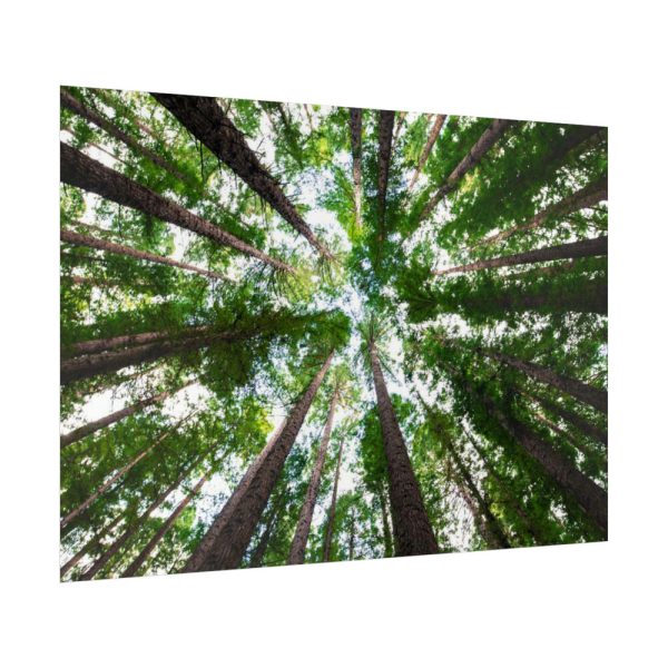 92409-819.jpg Forest in Warburton, Australia Poster