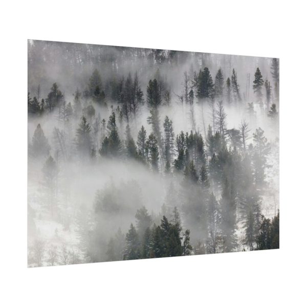92409-824.jpg Trees in Lamar Valley Poster