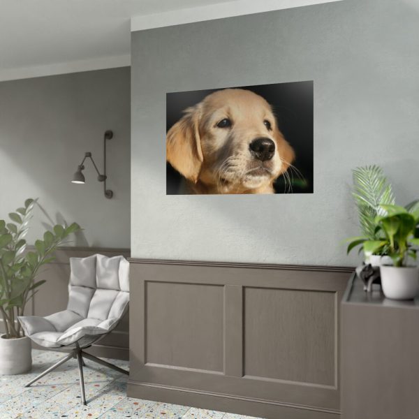 92409-83.jpg Little Golden Retriever Poster