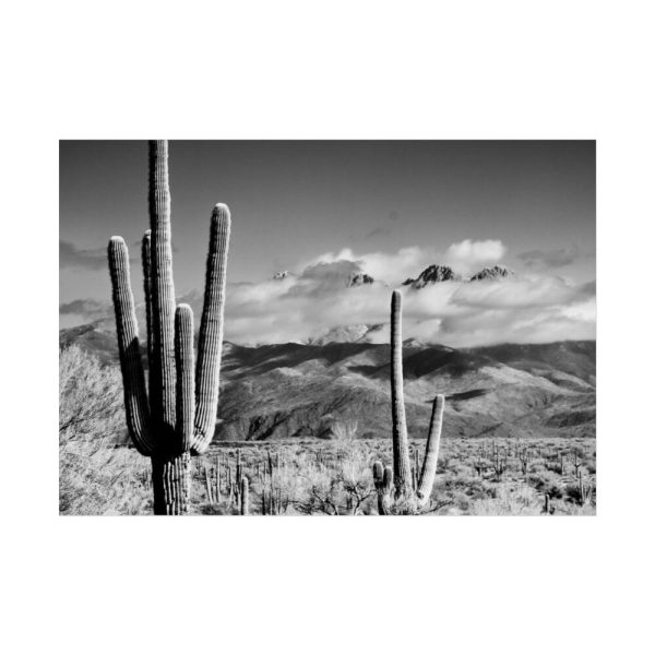 92409-847.jpg Black and White Cactus in Desert Poster