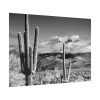 92409-849.jpg Black and White Cactus in Desert Poster