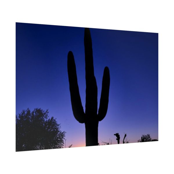 92409-859.jpg Saguaro Cactus Dominates in the Garden of the White Stallion Ranch Poster