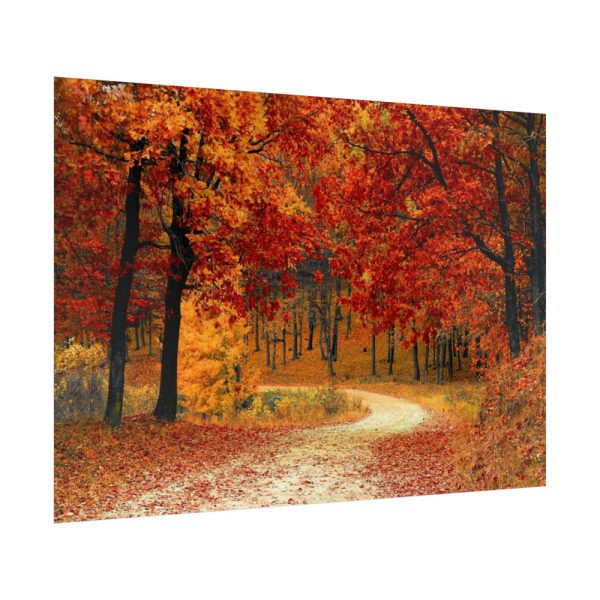 Red Season in the Woods Poster