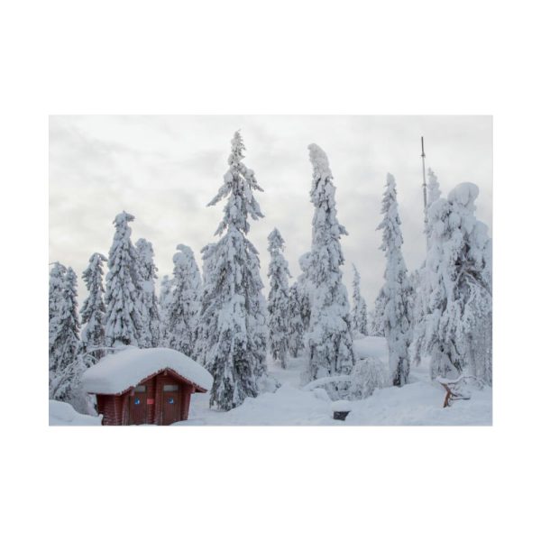Snowfall on Trees Poster