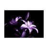 Purple Lily Poster